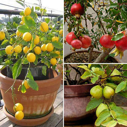 top 3 fruit plants to grow in pots 