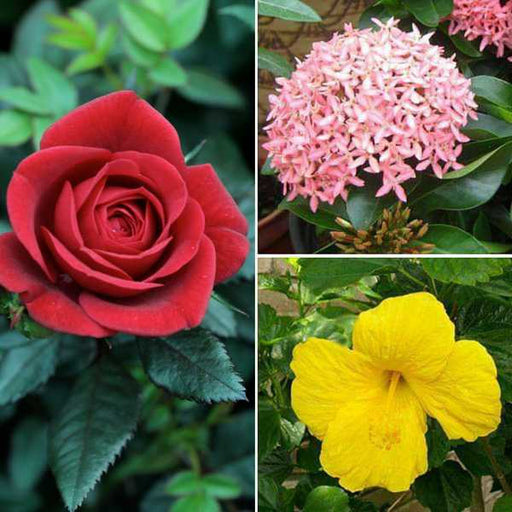 top 3 plants for beautiful flowers 
