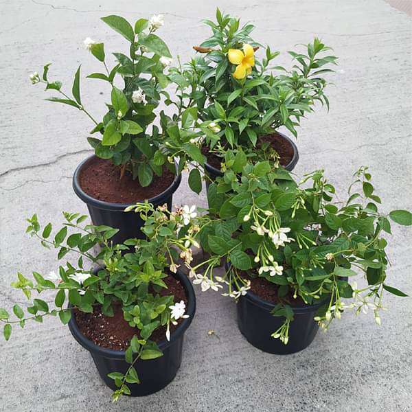 top 4 all year flowering plants pack 
