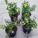 top 4 all year flowering plants pack 