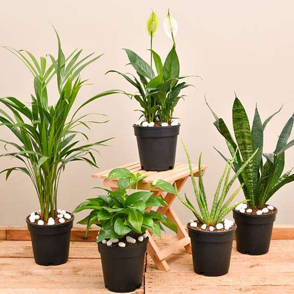 Buy Cassia fistula, Golden shower Tree, Bahava - Plant online from ...