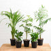 top 5 indoor garden plants to remove air toxins 