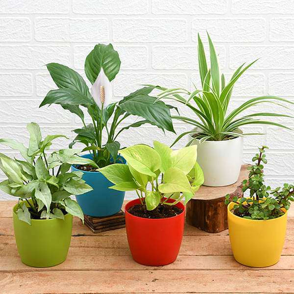 Buy Spider Plants online from Nurserylive at lowest price.