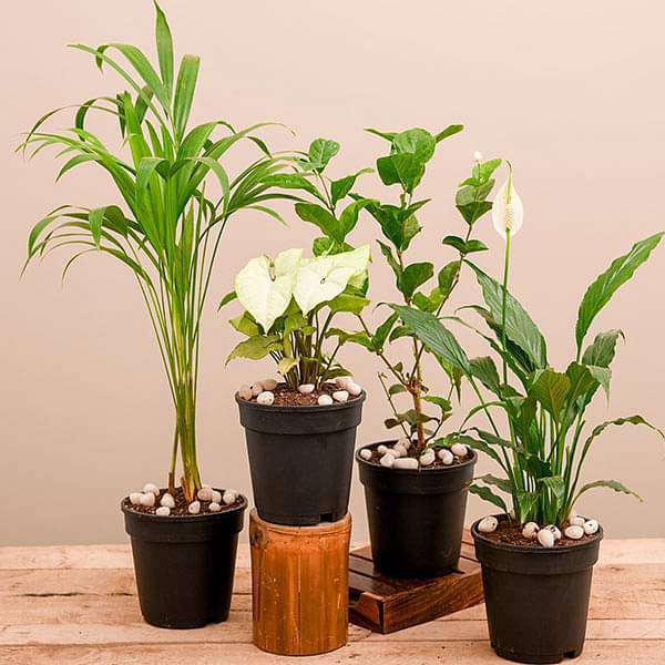 winter special top 4 air purifier plants pack 