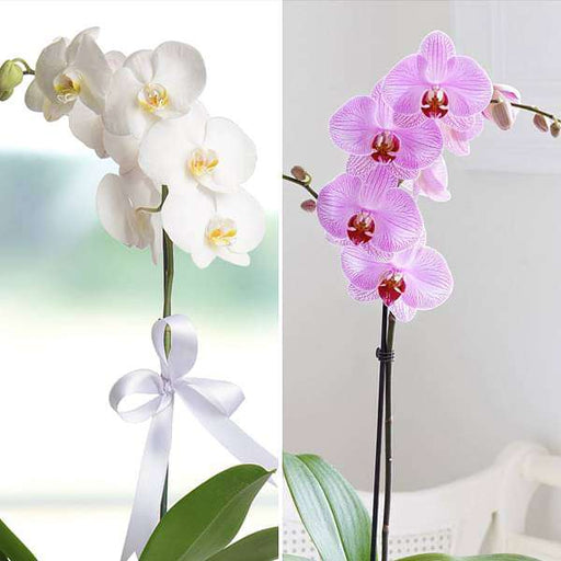 wonderful orchid plants - pack of 2