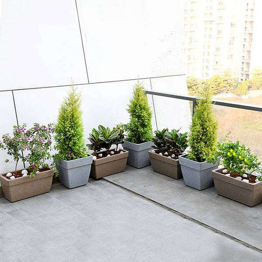 year round flowering and foliage plants for garden on terrace 