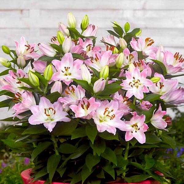 companion oriental lily (light pink) - bulbs (set of 5)