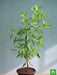conocarpus erectus - plant