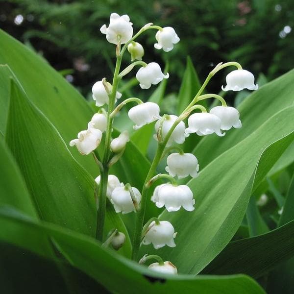 Buy Convallaria, Lily of the valley (Mix Color) - Bulbs (set of 5 ...