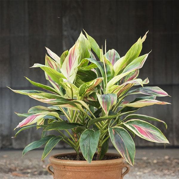 Buy Cordiline Dracaena - Plant online from Nurserylive at lowest price.