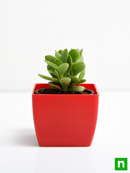 succulent cult Buy Crassula cultrata