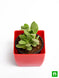 Product image thumbnail 4