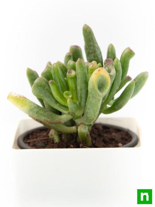 crassula hobbit - plant