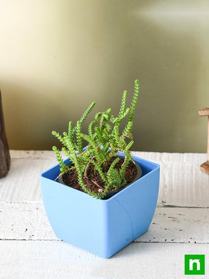 princess pine succulent Buy Crassula Princess Pine