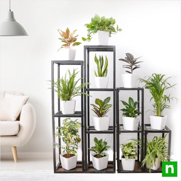 create greenery with houseplants on metal stand in indirect bright light 