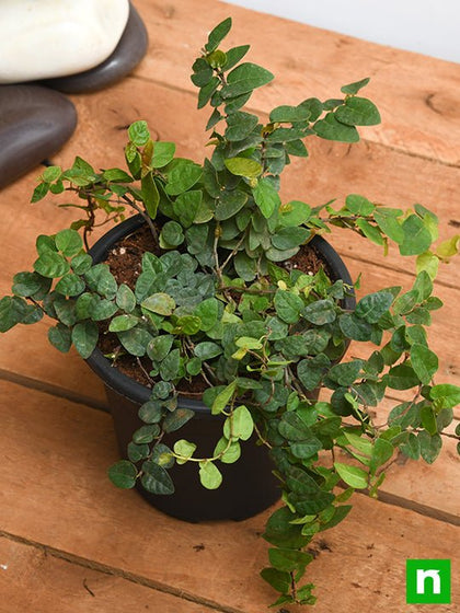 Buy Creeping fig Plant, Ficus pumila