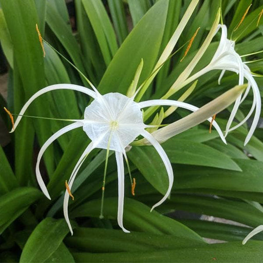 crinum lily white Buy Crinum Lily, Spider Lilly (White)