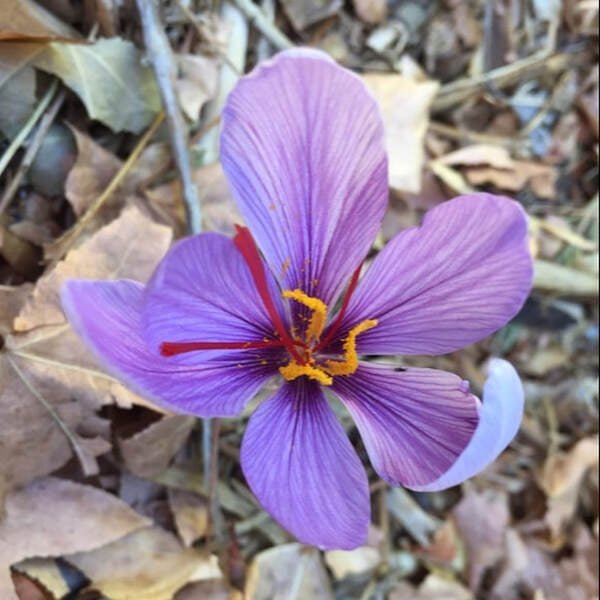 kesar plant seeds price Buy Kesar (crocus)