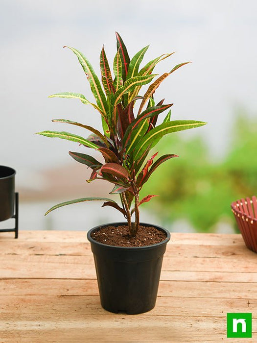 types of indoor croton plants Buy Croton Plant, Codiaeum variegatum (Captain Kidd)