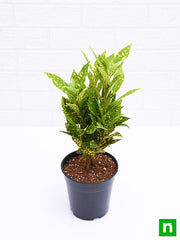 croton plant - plant