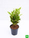 croton plant - plant
