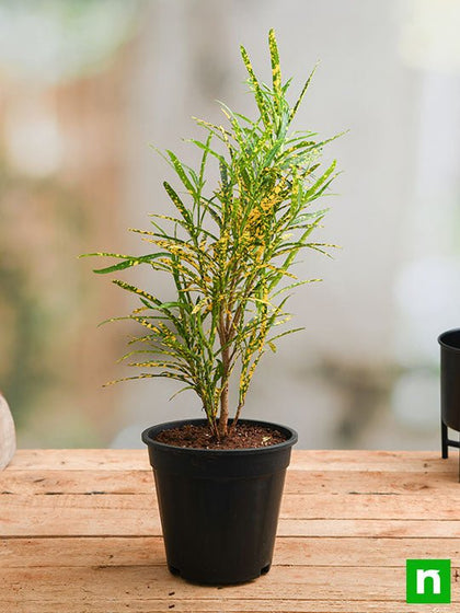 gold dust croton plant Buy Croton Plant, Codiaeum variegatum (Gold Dust, Thin Leaves)