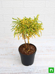 croton plant - plant