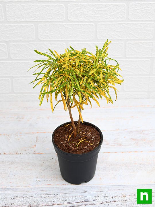 croton plant - plant