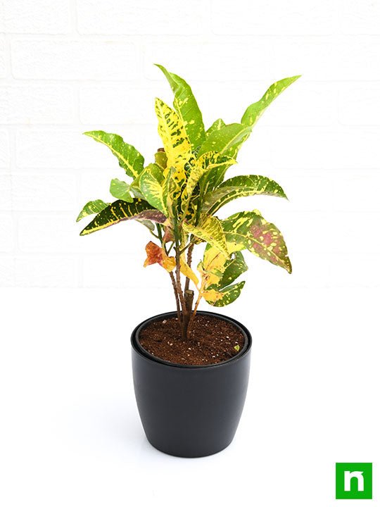 croton plant - plant
