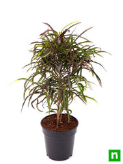 croton plant - plant