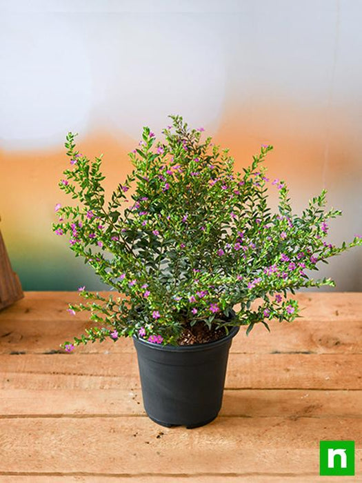 cuphea hyssopifolia ( lavender) - plant