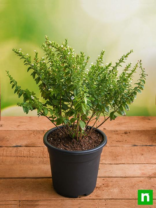 cuphea plant indoor Buy Cuphea Hyssopifolia (White)