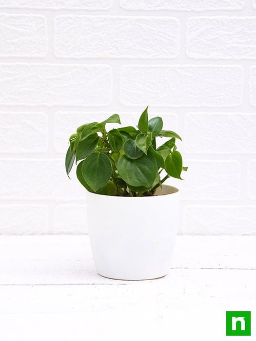 Naturally Beautiful Peperomia Scandens Variegated Cupid Plant