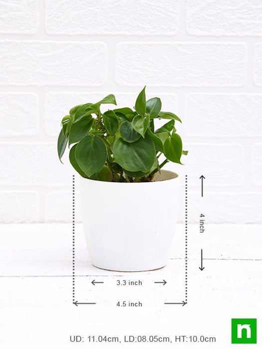 pothos cupids brother Buy Cupid Peperomia, Peperomia scandens (Green)