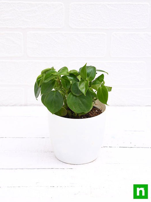Buy Cupid Peperomia, Peperomia scandens (Green) - Succulent Plant online  from Nurserylive at lowest price.