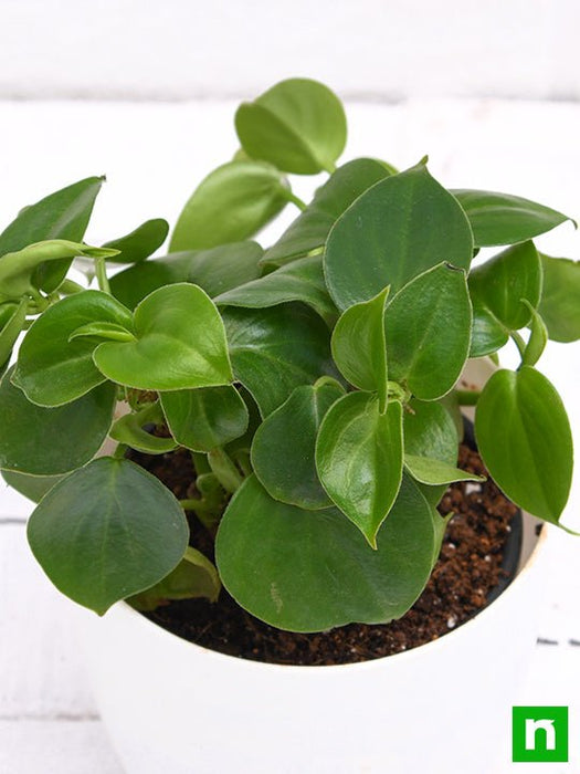 Buy Cupid Peperomia, Peperomia scandens (Green) - Succulent Plant online  from Nurserylive at lowest price.
