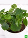 cupid peperomia - plant