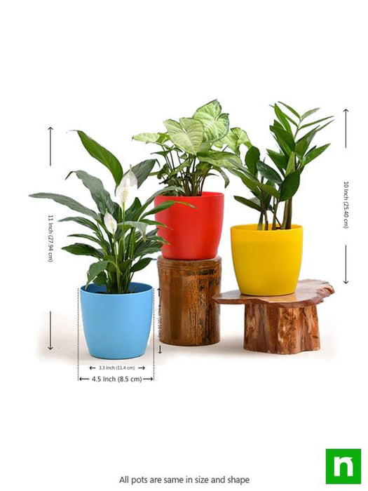 cute shade loving indoor plants for office 