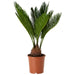 cycas plant - plant