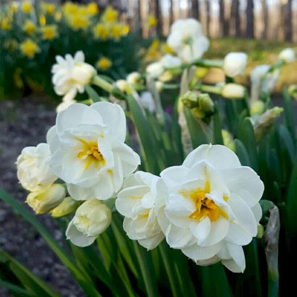 daffodil cheerfulness (white) - bulbs (set of 5)