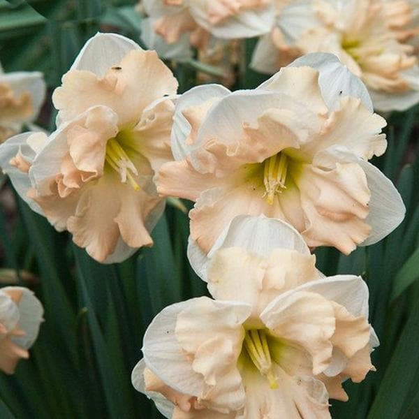 daffodil cum laude (white - bulbs (set of 5)