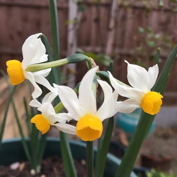 daffodil canaliculatus (white) - bulbs (set of 5)