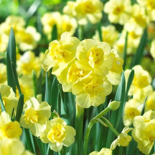daffodil cheerfulness (yellow) - bulbs (set of 5)