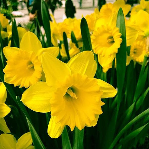daffodil dutch master (yellow) - bulbs (set of 5)
