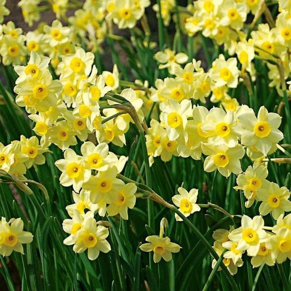 daffodil minnow (white) - bulbs (set of 5)