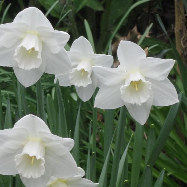 daffodil (white) - bulbs (set of 5)