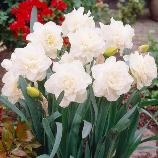 daffodil obdam (white) - bulbs (set of 5)