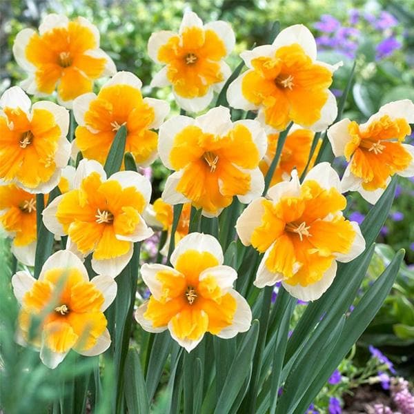daffodil orangery (white - bulbs (set of 5)