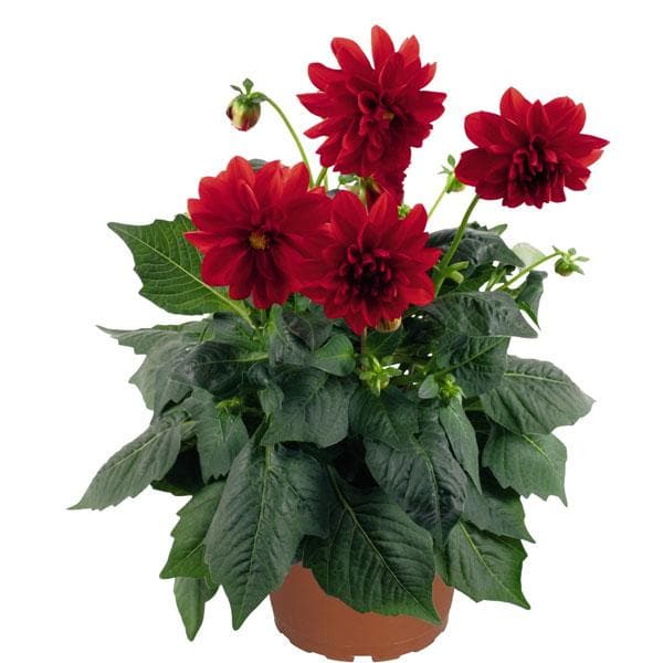 dahlia (red) - plant