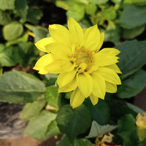 dahlia (yellow) - plant